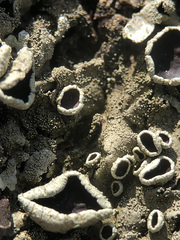 Xanthoparmelia tinctina