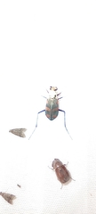 Cicindela sommeri