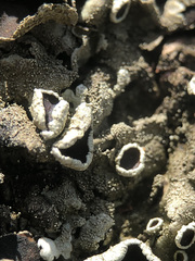 Xanthoparmelia tinctina