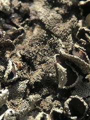 Xanthoparmelia tinctina