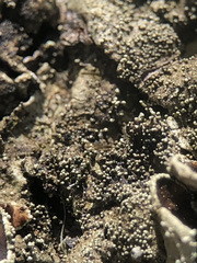 Xanthoparmelia tinctina