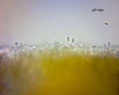 Lyophyllum hebelomoides