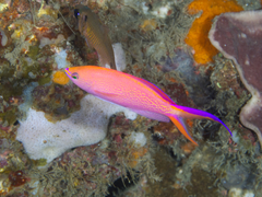 Pyronotanthias smithvanizi