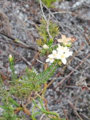 Lachnaea filicaulis