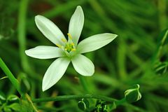 Ornithogalum umbellatum