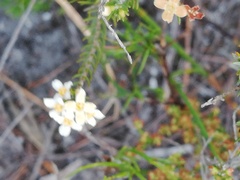 Lachnaea filicaulis