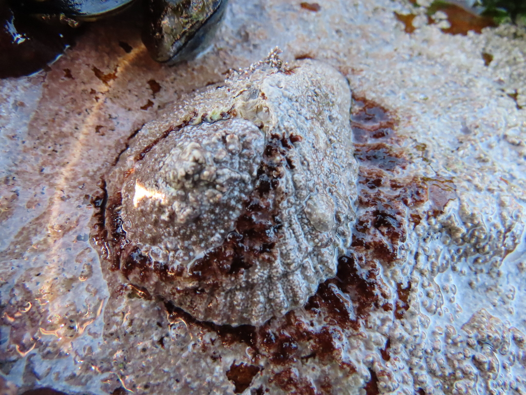 Cochlear coralline crust