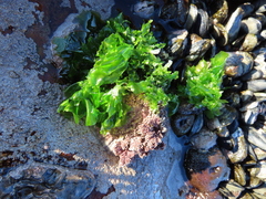 Ulva rigida