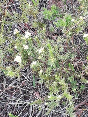 Lachnaea filicaulis