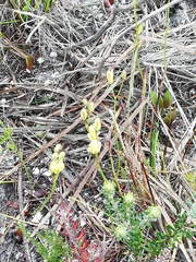 Eriospermum schlechteri