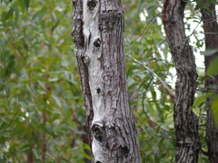 Eucalyptus marginata marginata