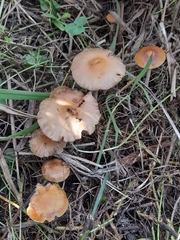 Psilocybe