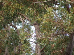 Eucalyptus marginata marginata