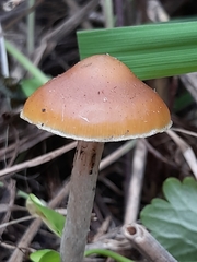 Psilocybe