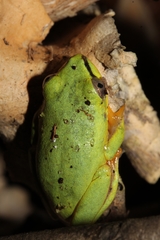 Heterixalus punctatus