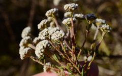 Phylica selaginoides