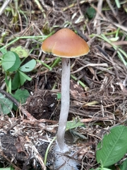 Psilocybe