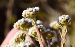 Phylica selaginoides