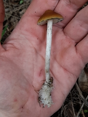 Psilocybe