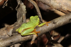 Heterixalus punctatus