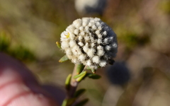 Phylica selaginoides