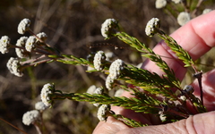 Phylica selaginoides
