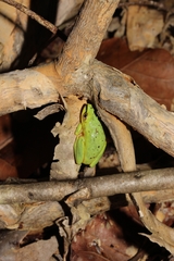 Heterixalus punctatus