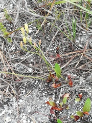 Eriospermum schlechteri