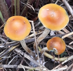 Psilocybe