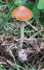 Psilocybe