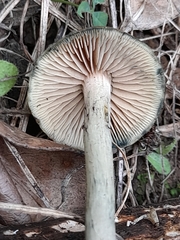 Psilocybe
