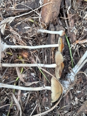 Psilocybe