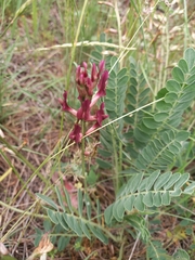 Astragalus brachycarpus