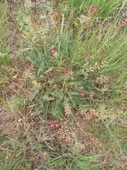 Astragalus brachycarpus