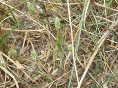 Phleum arenarium