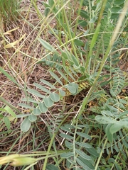 Astragalus brachycarpus