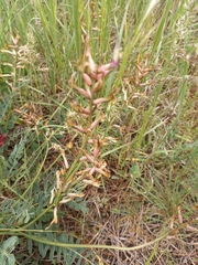 Astragalus brachycarpus
