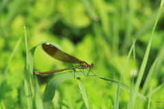 Calopteryx aequabilis
