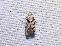 Pseudotelphusa palliderosacella