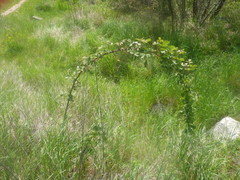 Rubus phoenicolasius