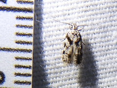 Pseudotelphusa palliderosacella