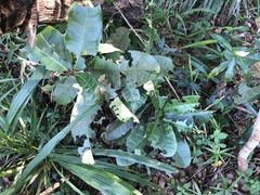 Acridocarpus natalitius natalitius