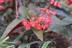 Begonia coccinea