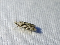 Pseudotelphusa palliderosacella