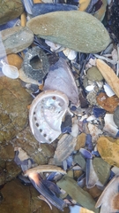 Haliotis parva