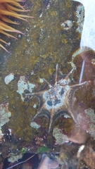 Scutellastra longicosta