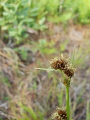 Rhynchospora fascicularis