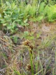Rhynchospora fascicularis