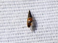 Tachyporus jocosus