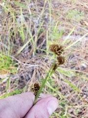 Rhynchospora fascicularis